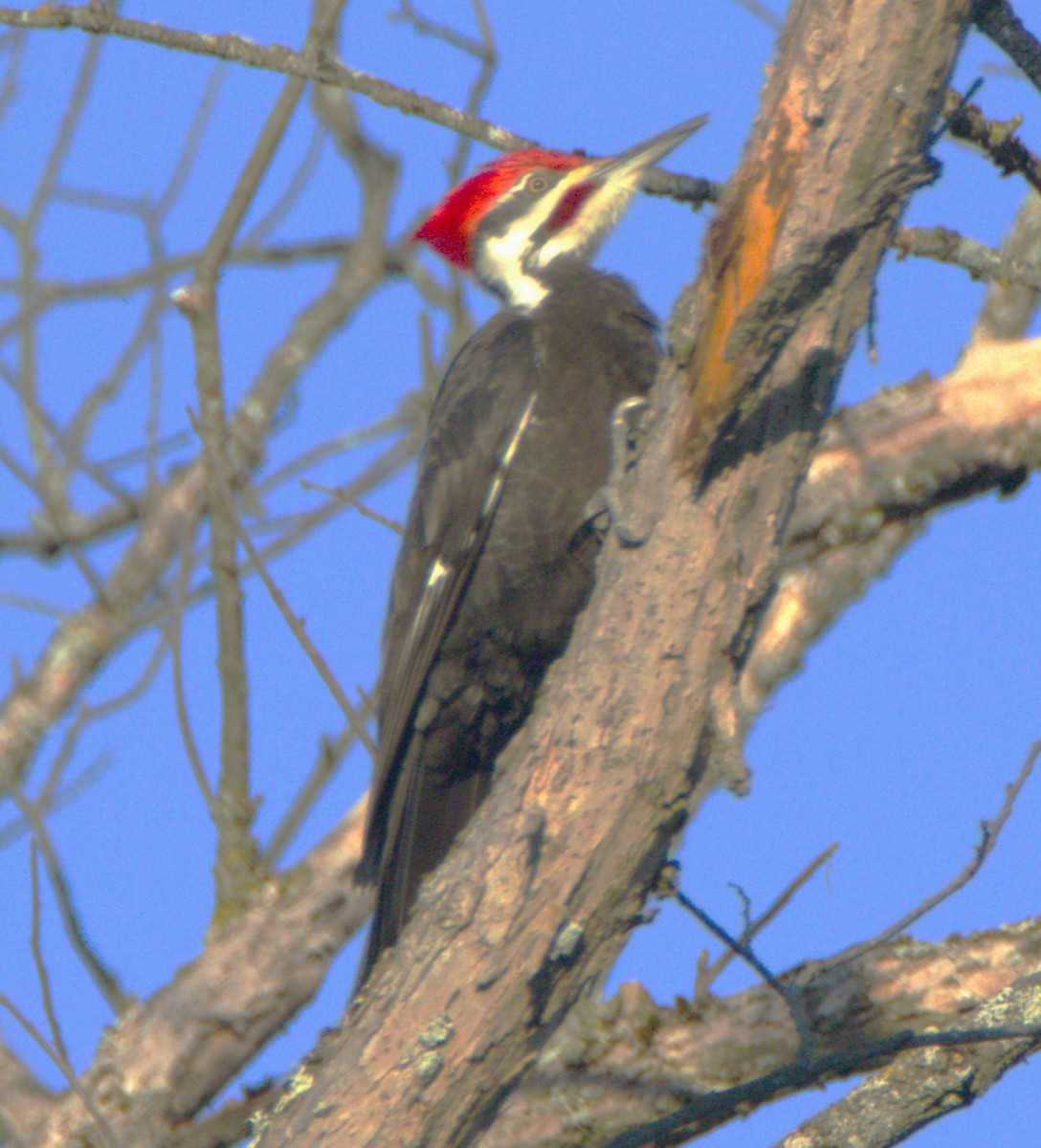Pileated Woodpecker - ML564322511
