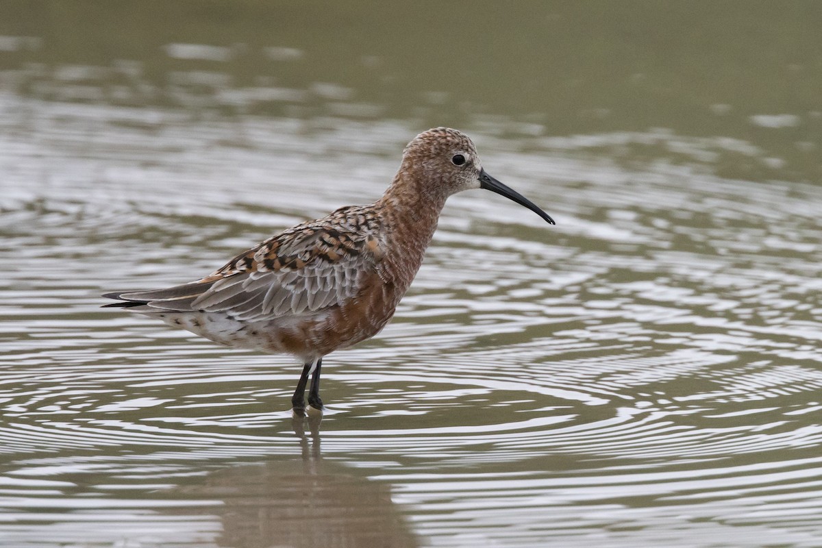 Curlew Sandpiper - ML564322661
