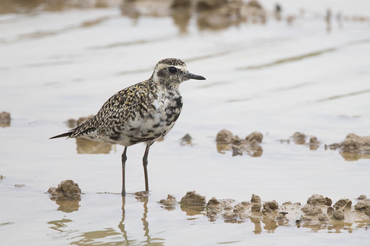 Pacific Golden-Plover - ML564323171