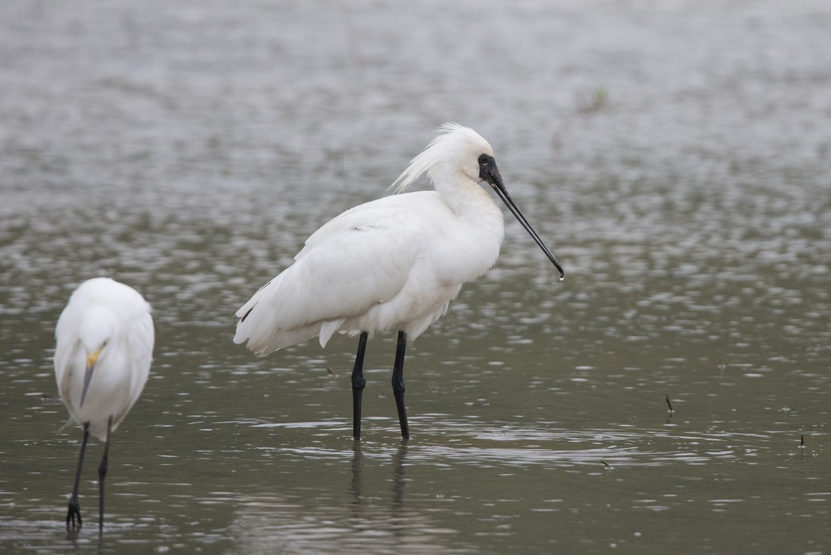 Black-faced Spoonbill - ML564323231
