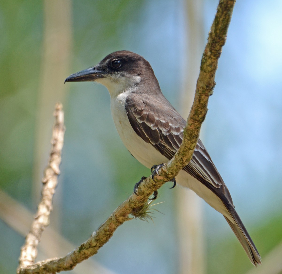 Giant Kingbird - ML56432361