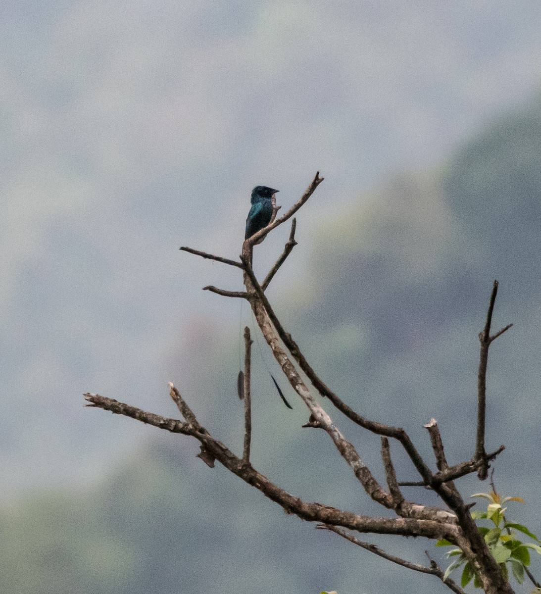 Lesser Racket-tailed Drongo - ML564323831