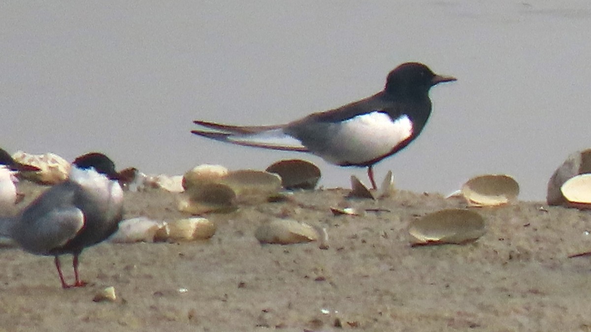 White-winged Tern - ML564323961