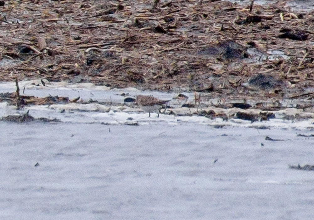 Baird's Sandpiper - Mike Bailey