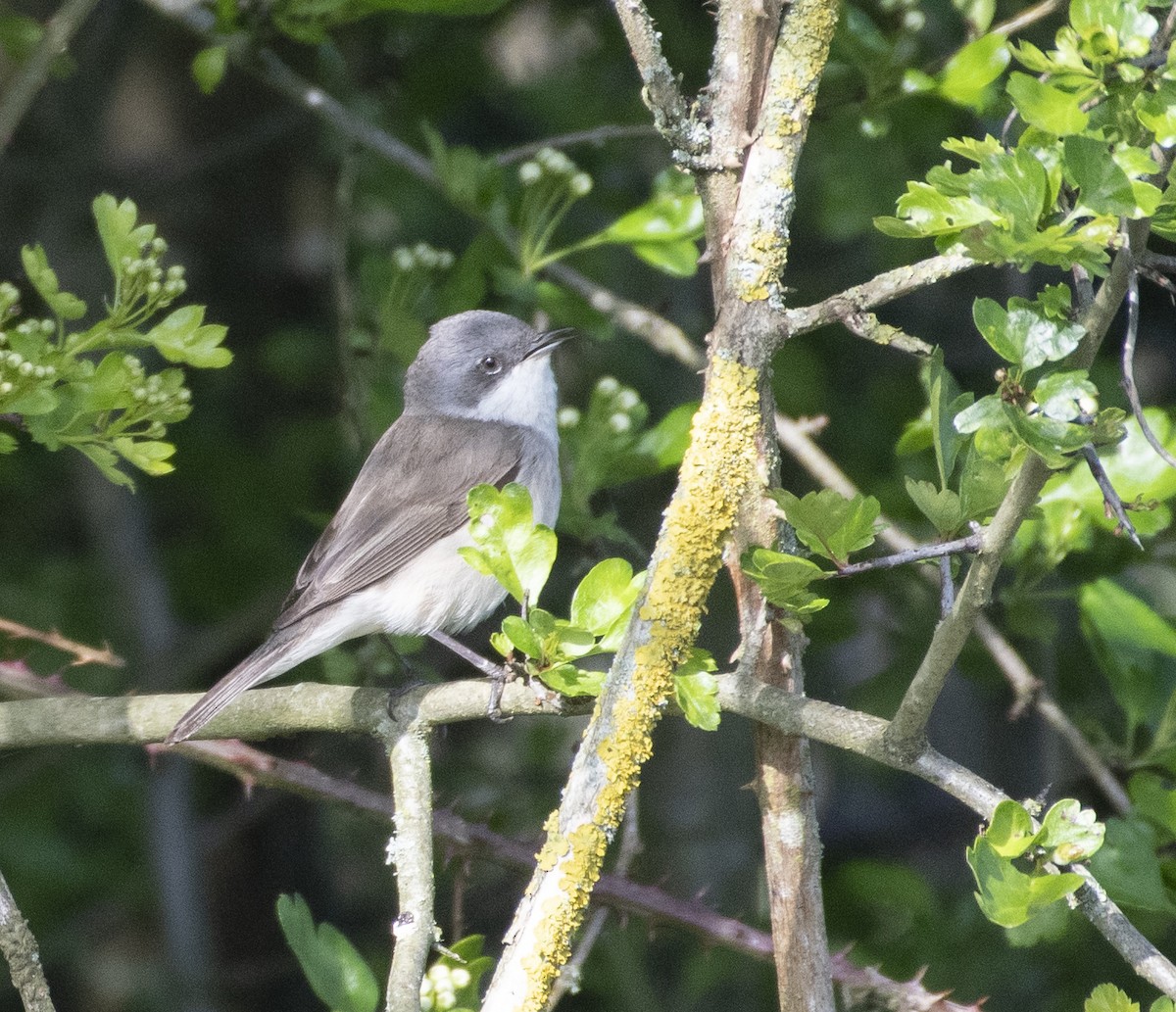 Lesser Whitethroat - ML564324131