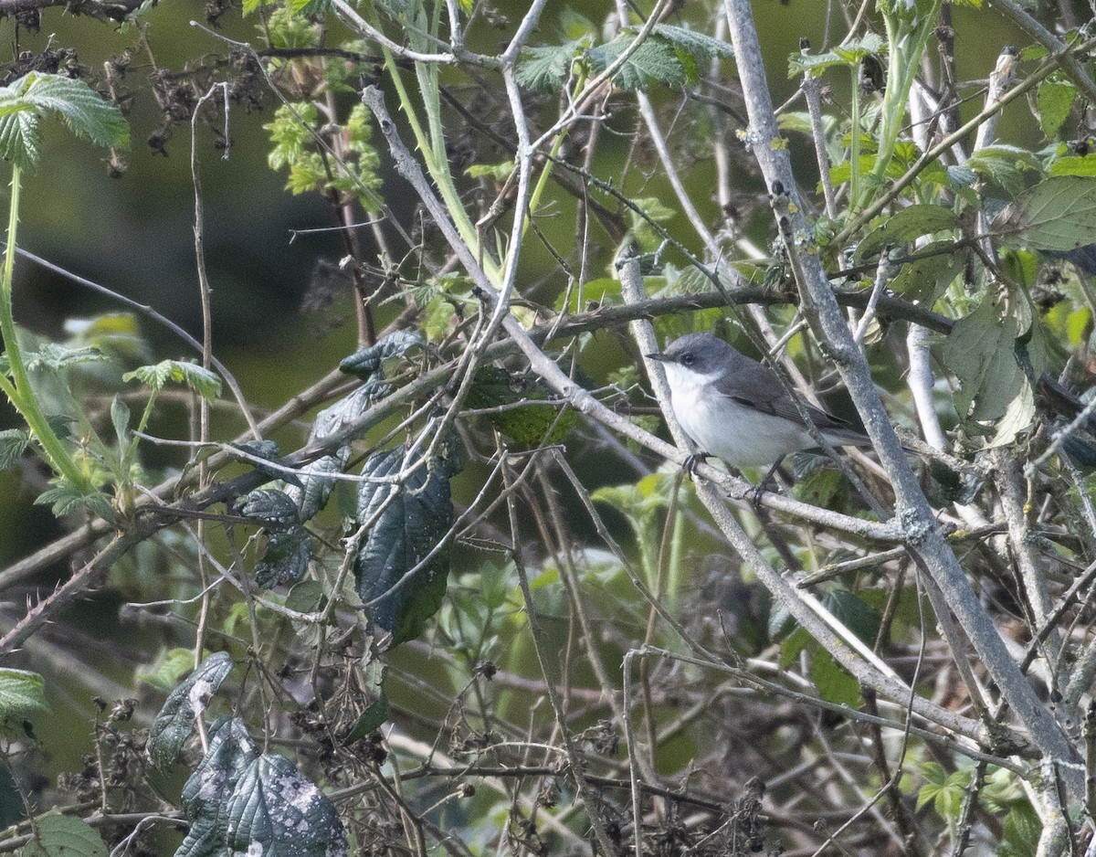 Lesser Whitethroat - ML564324151