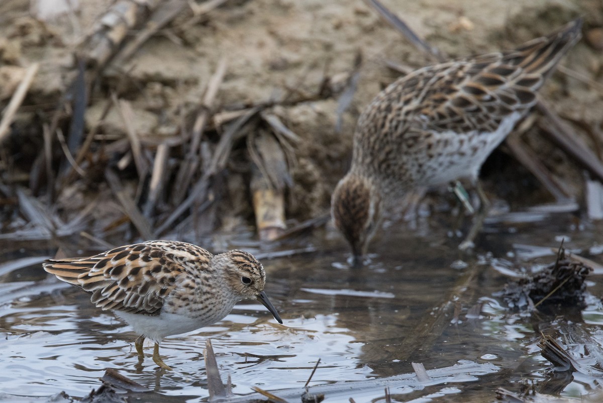 Long-toed Stint - ML564324241