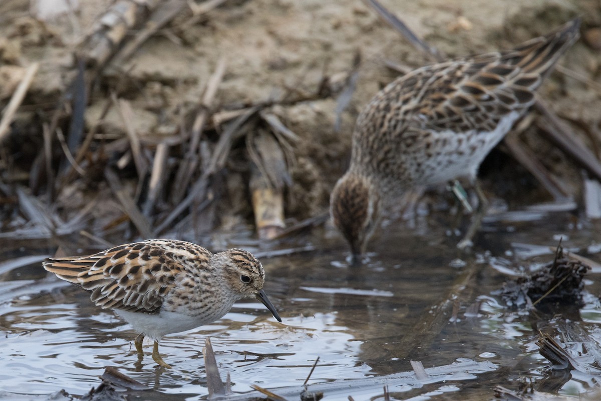 Long-toed Stint - Yann Muzika