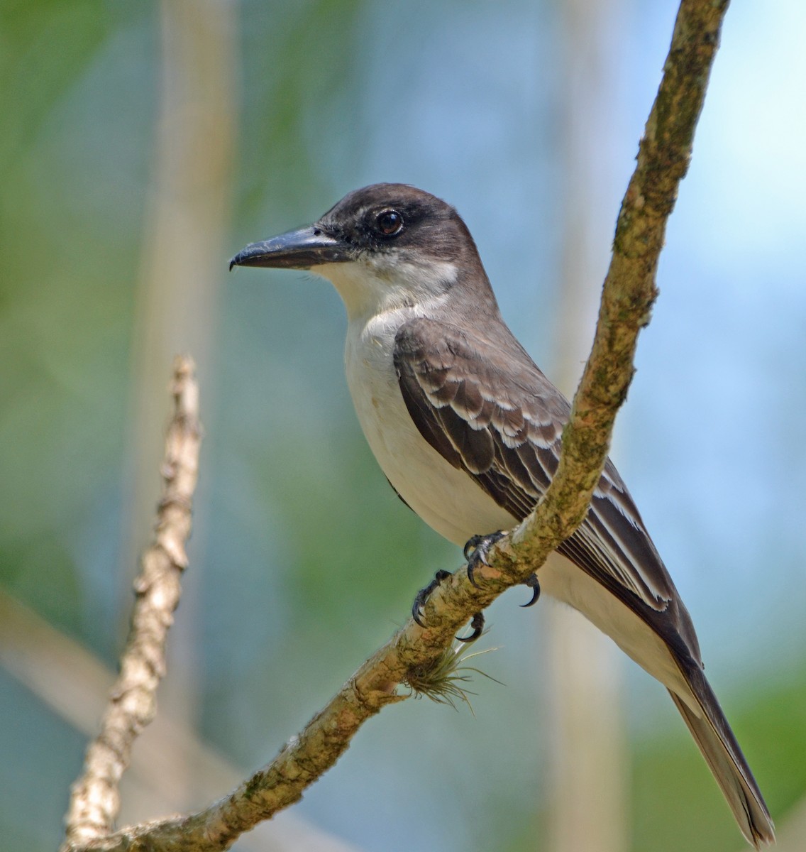 Giant Kingbird - ML56432441