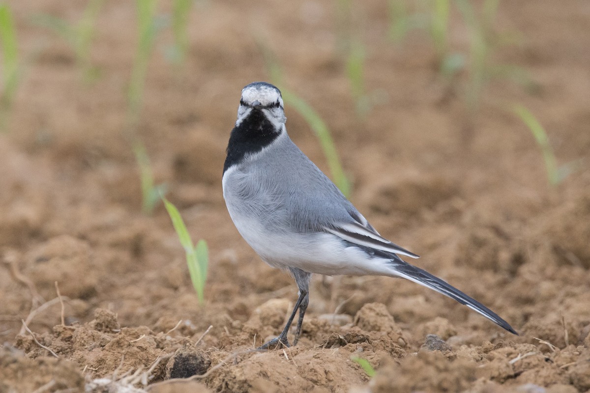 White Wagtail (ocularis) - ML564325161