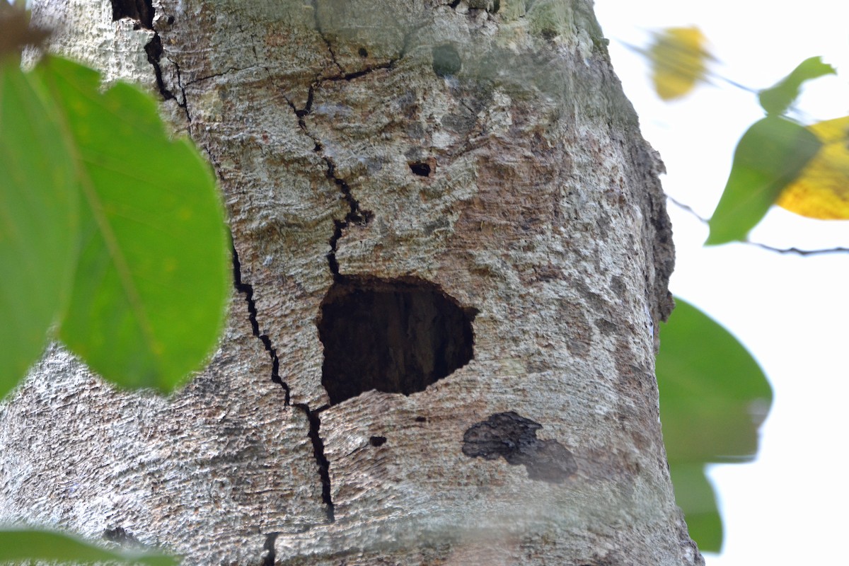 Fernandina's Flicker - ML56432651