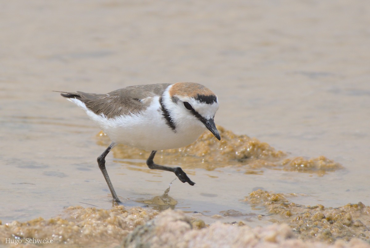 Kentish Plover - Hugo Schweke