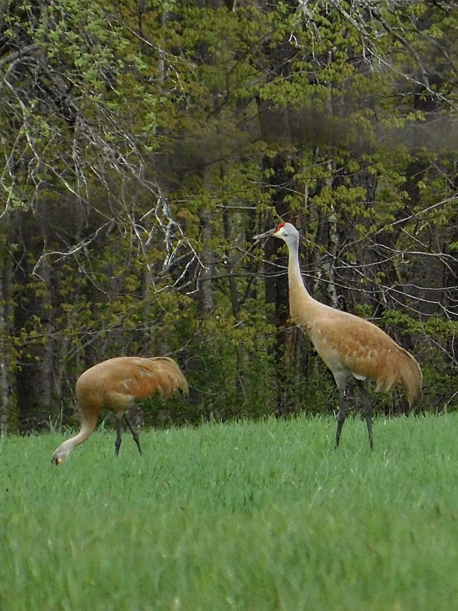 Sandhill Crane - Ray Burk