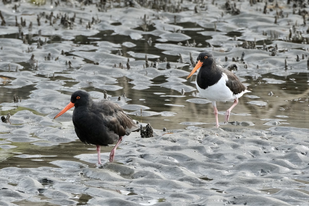 Sooty Oystercatcher - ML564328081