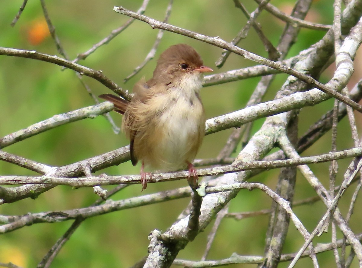 Red-backed Fairywren - ML564328211