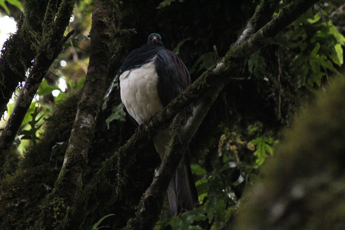 New Zealand Pigeon - ML564328221