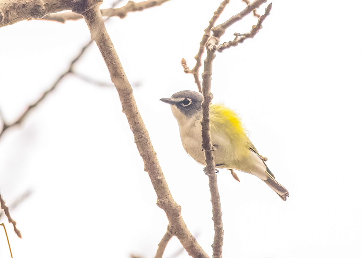 Blue-headed Vireo - ML564330721