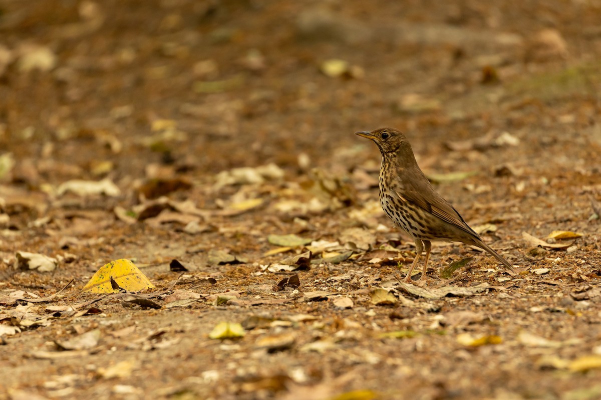 Song Thrush - ML564331541