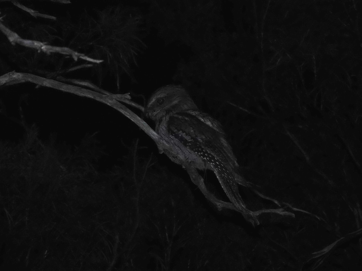 Tawny Frogmouth - George Vaughan