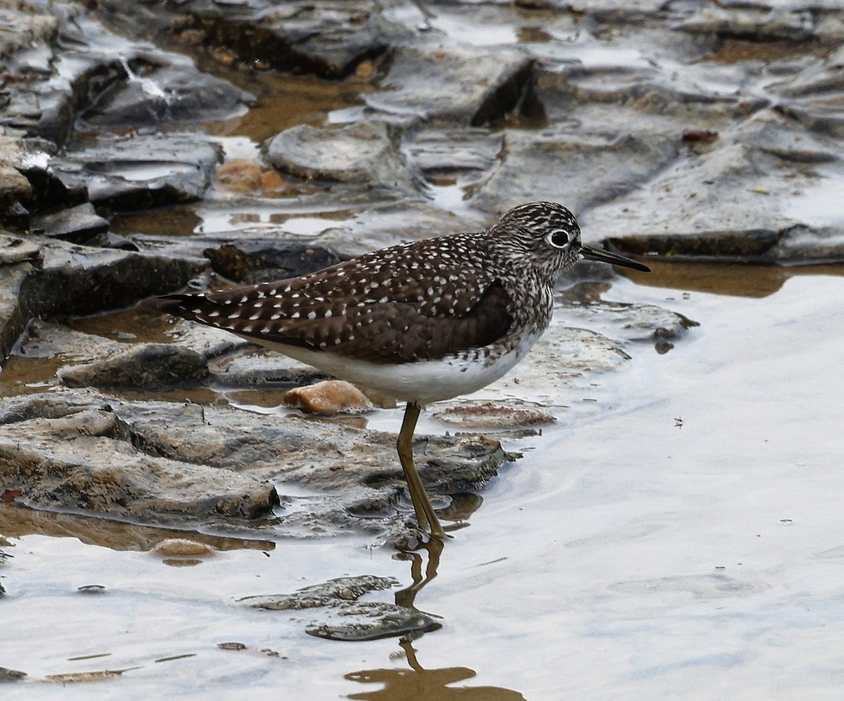 Solitary Sandpiper - ML564334151