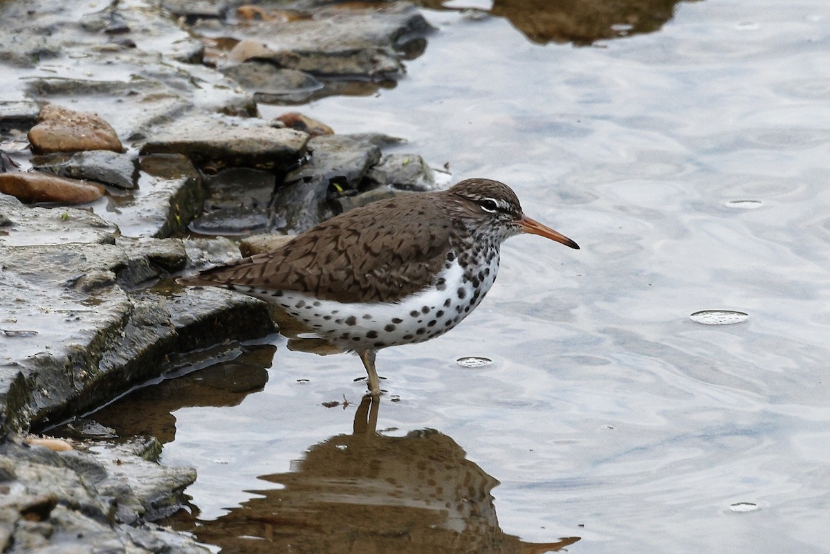 Spotted Sandpiper - ML564334161