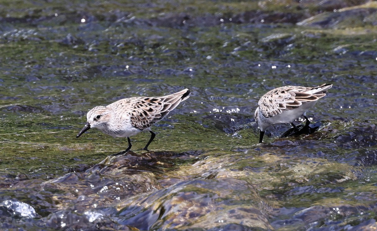 Semipalmated Sandpiper - ML564334241