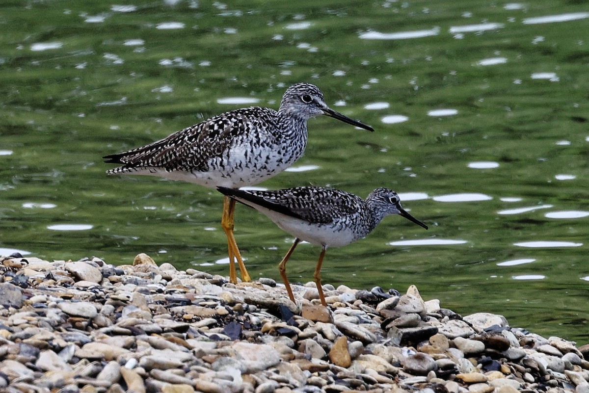 Greater Yellowlegs - ML564334781