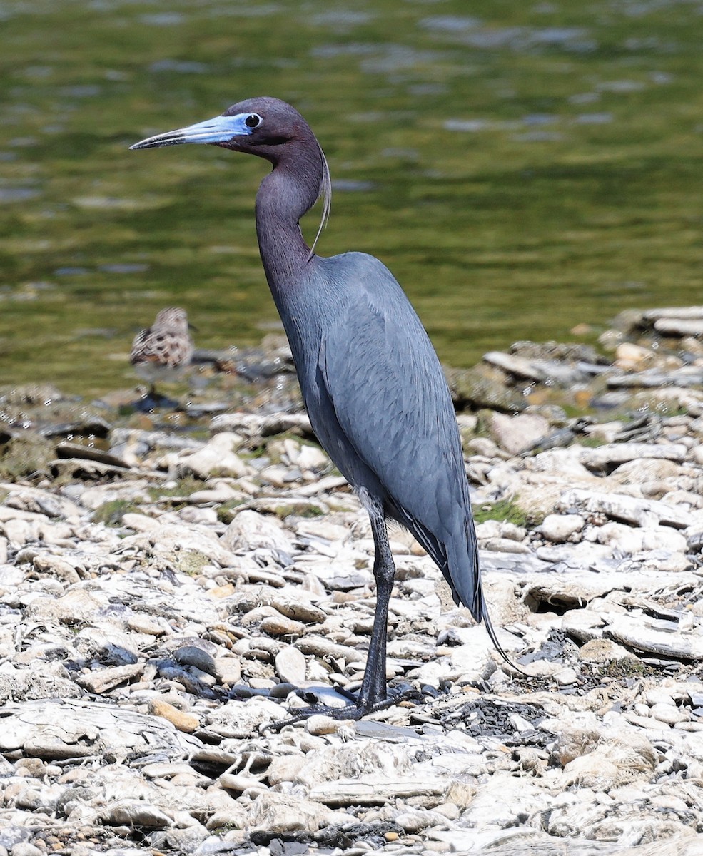 Little Blue Heron - ML564334941