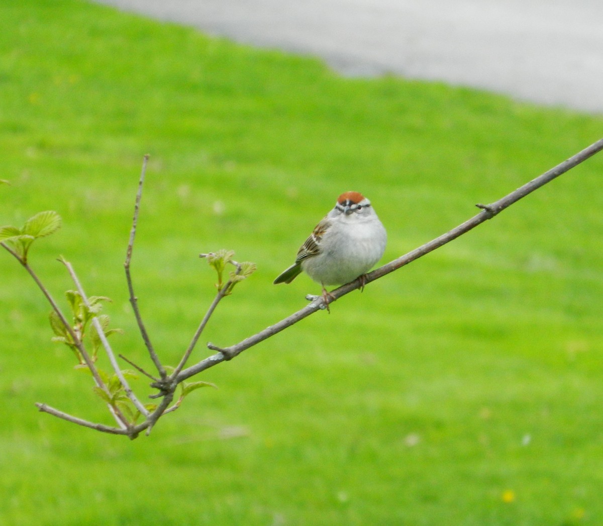 Chipping Sparrow - Colleen  Williams