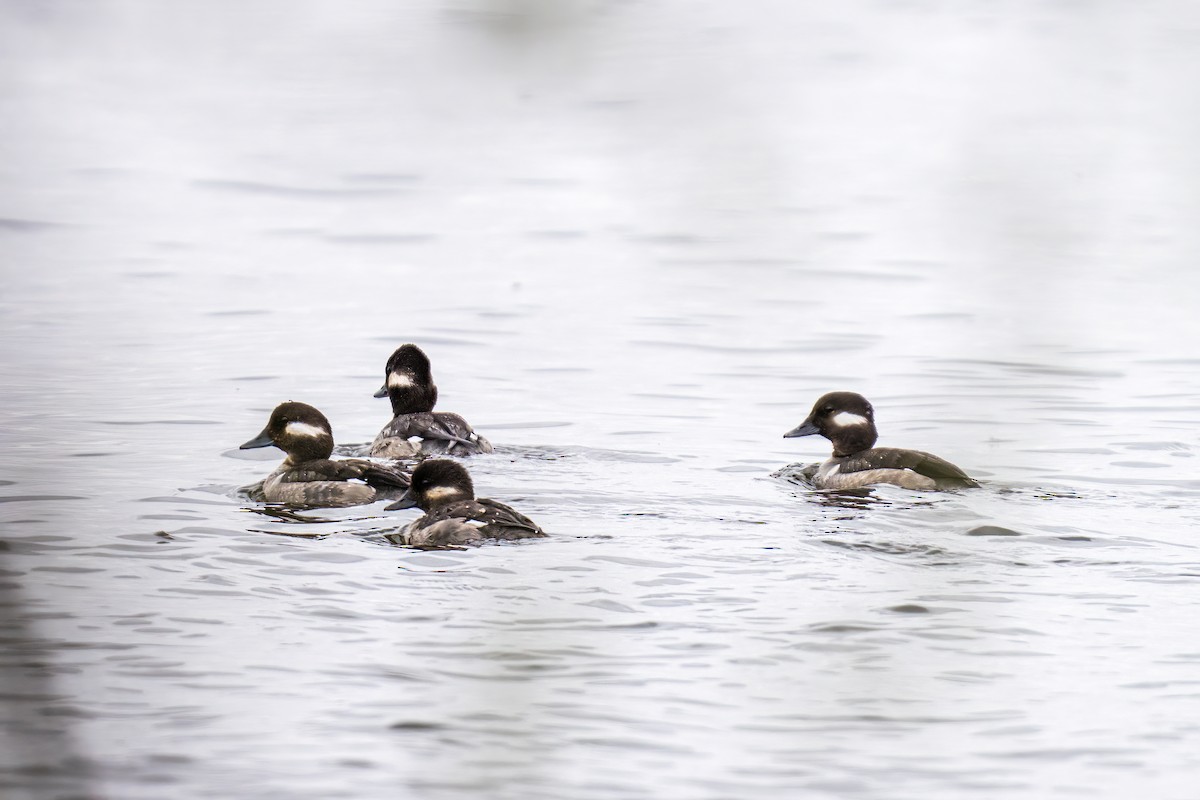 Bufflehead - ML564337231