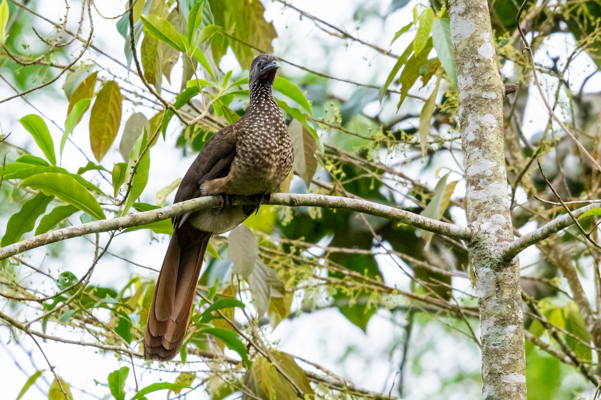 Speckled Chachalaca - Diana López G