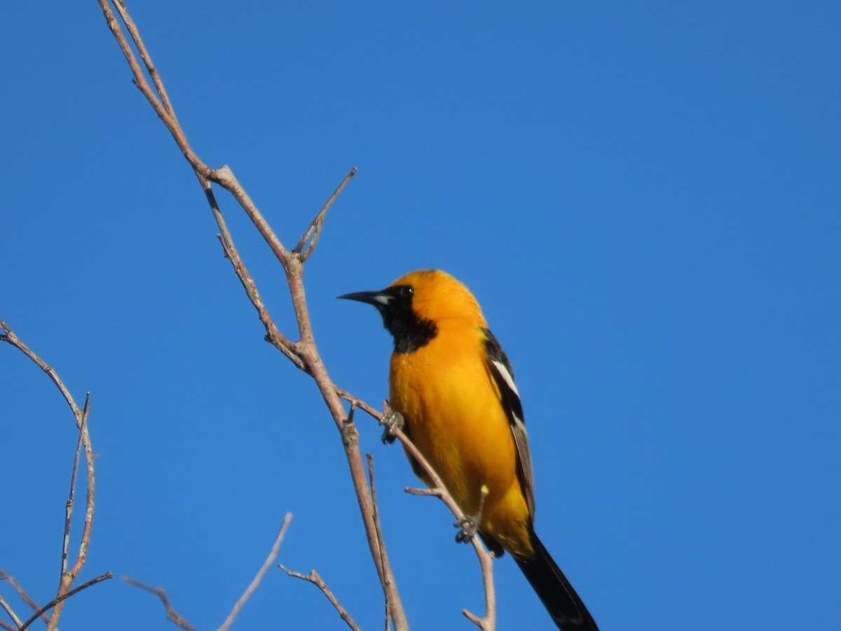 Hooded Oriole - ML564337481