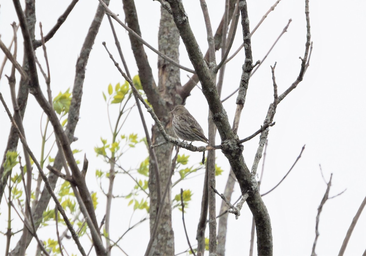 Pine Siskin - ML564337731