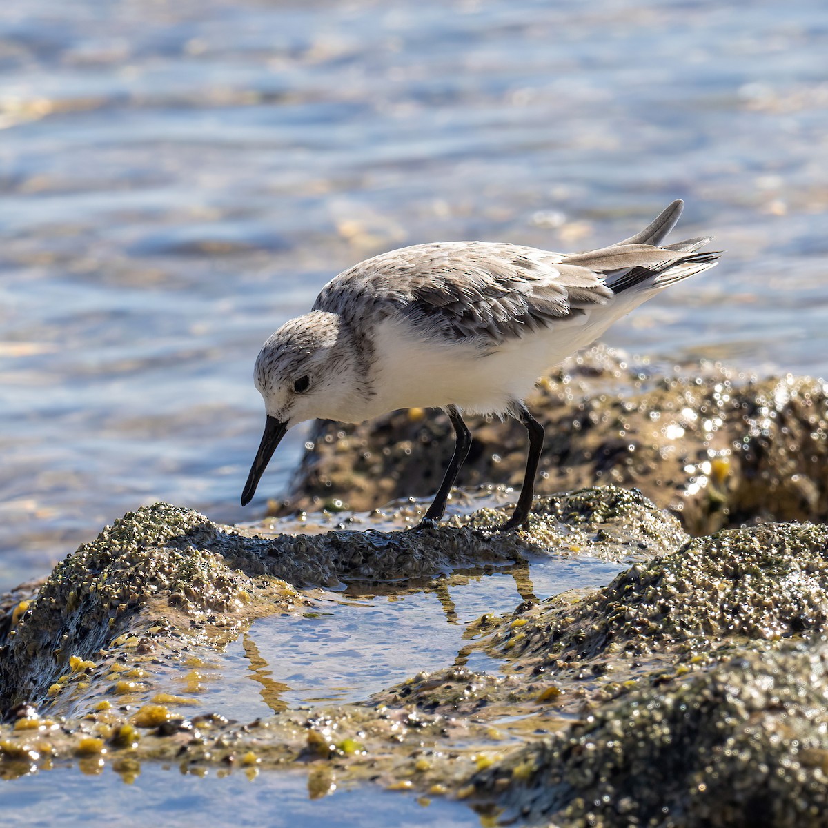 Sanderling - Keith Wilcox