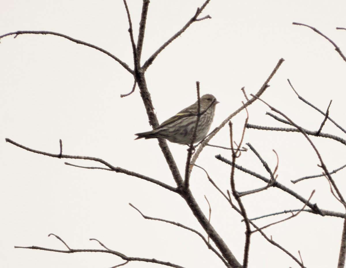 Pine Siskin - ML564337791