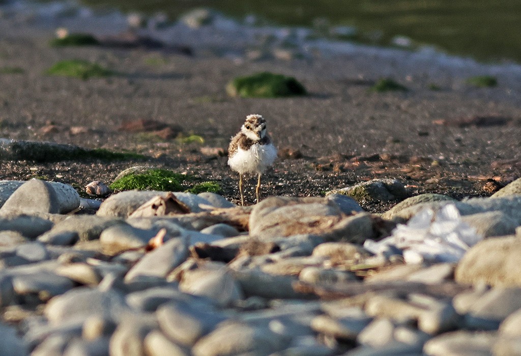 Little Ringed Plover - ML564338331