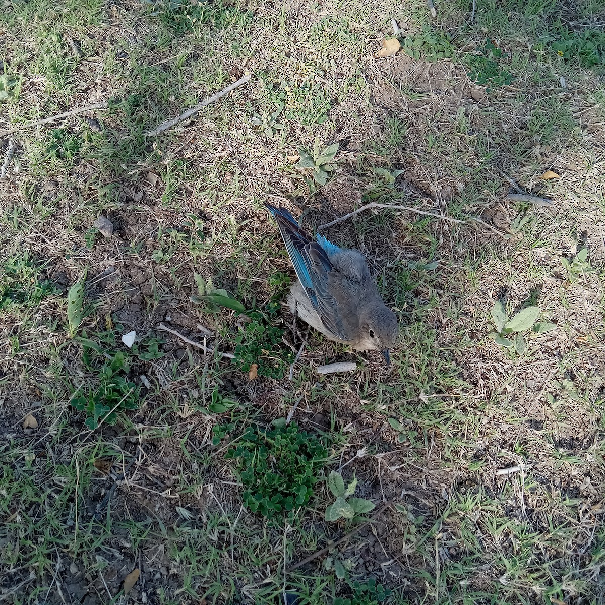 Mountain Bluebird - ML564339201