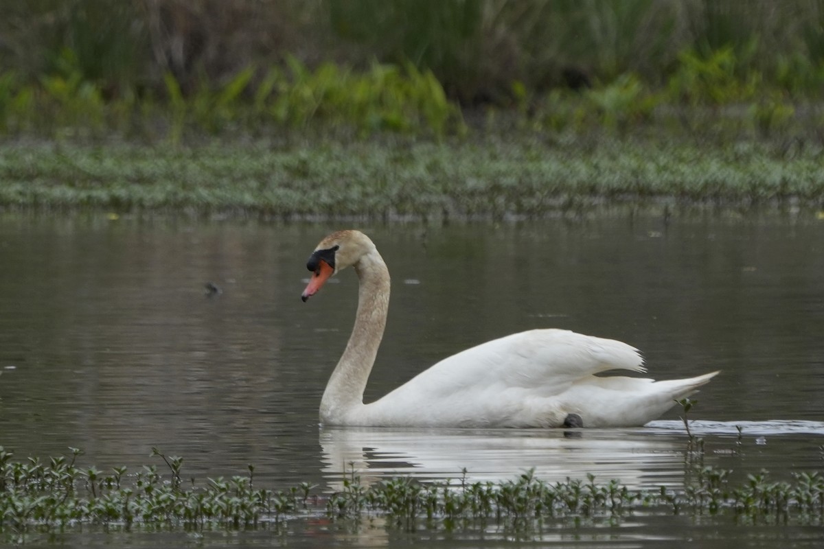 Mute Swan - Kimberly Miskiewicz