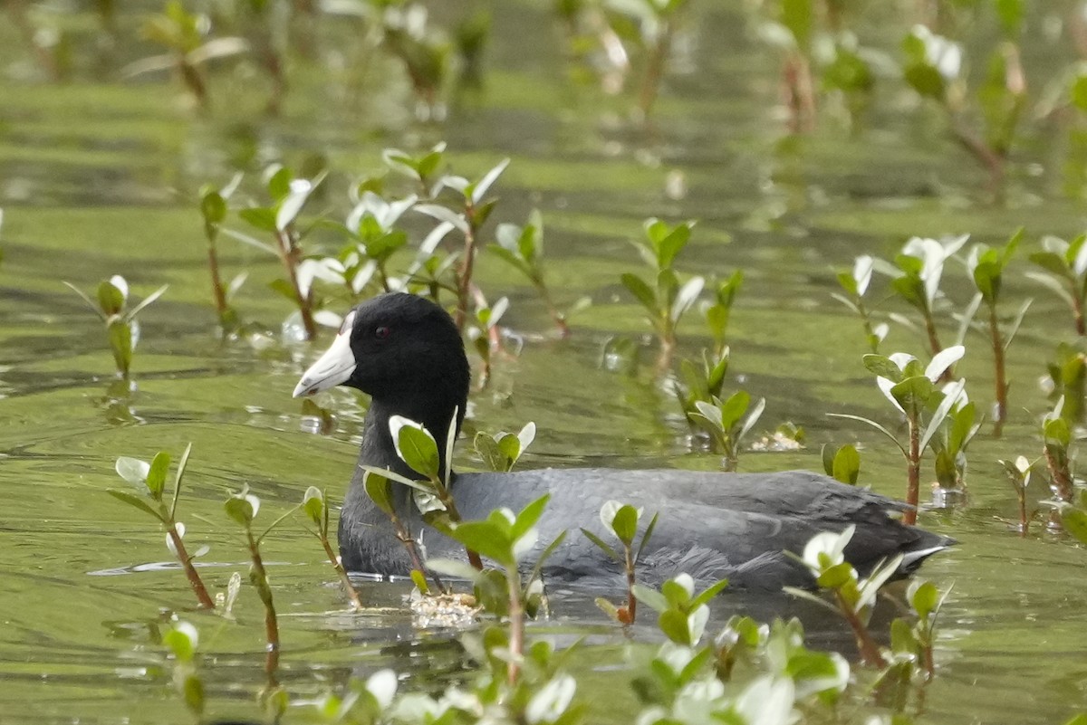 American Coot - ML564339341