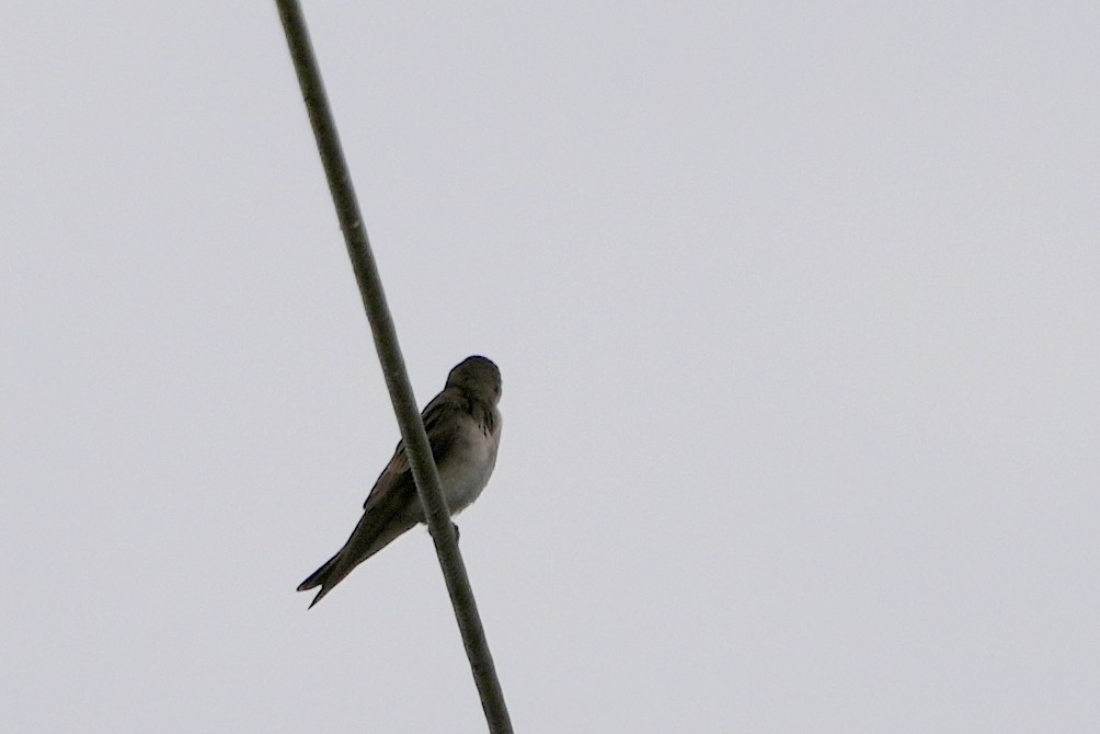 Northern Rough-winged Swallow - ML564339381