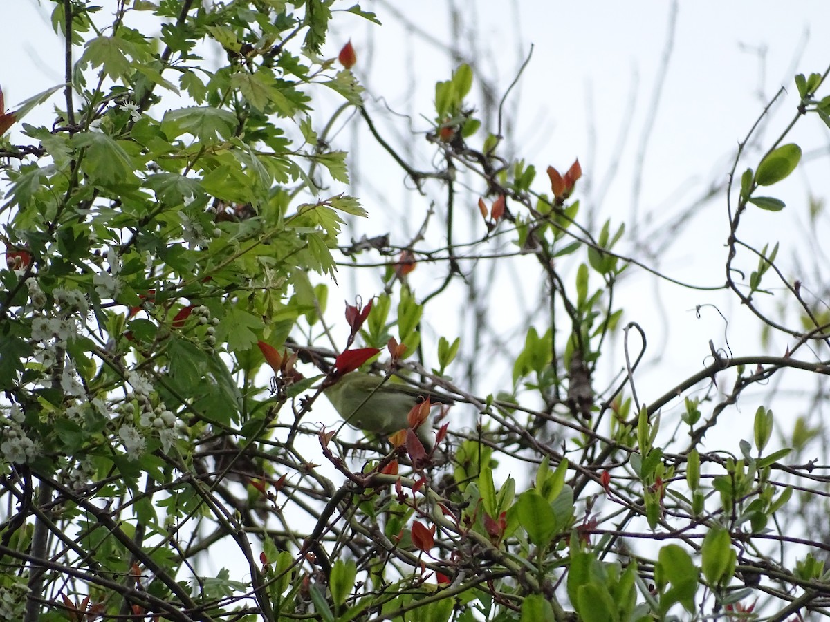 Green Warbler - ML564339561