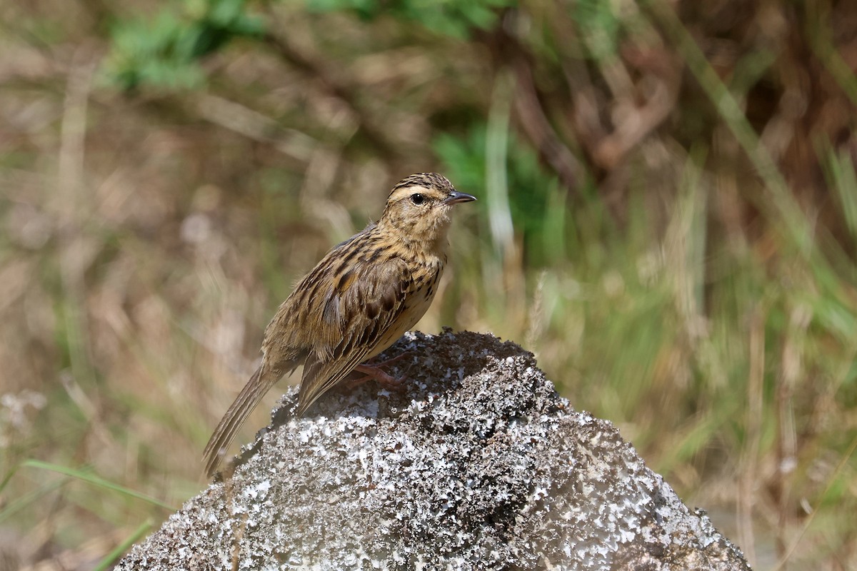 Nilgiri Pipit - ML564340081
