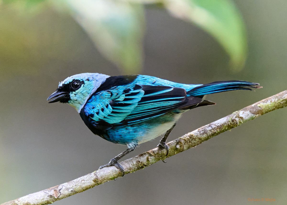 Masked Tanager - Juan B Mejia Ossa