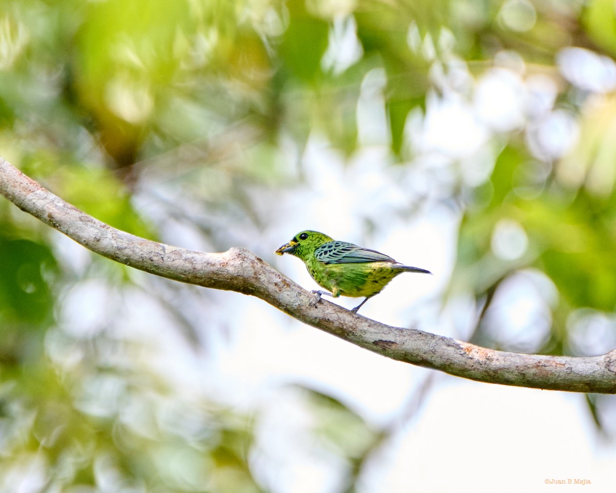 Yellow-bellied Tanager - Juan B Mejia Ossa