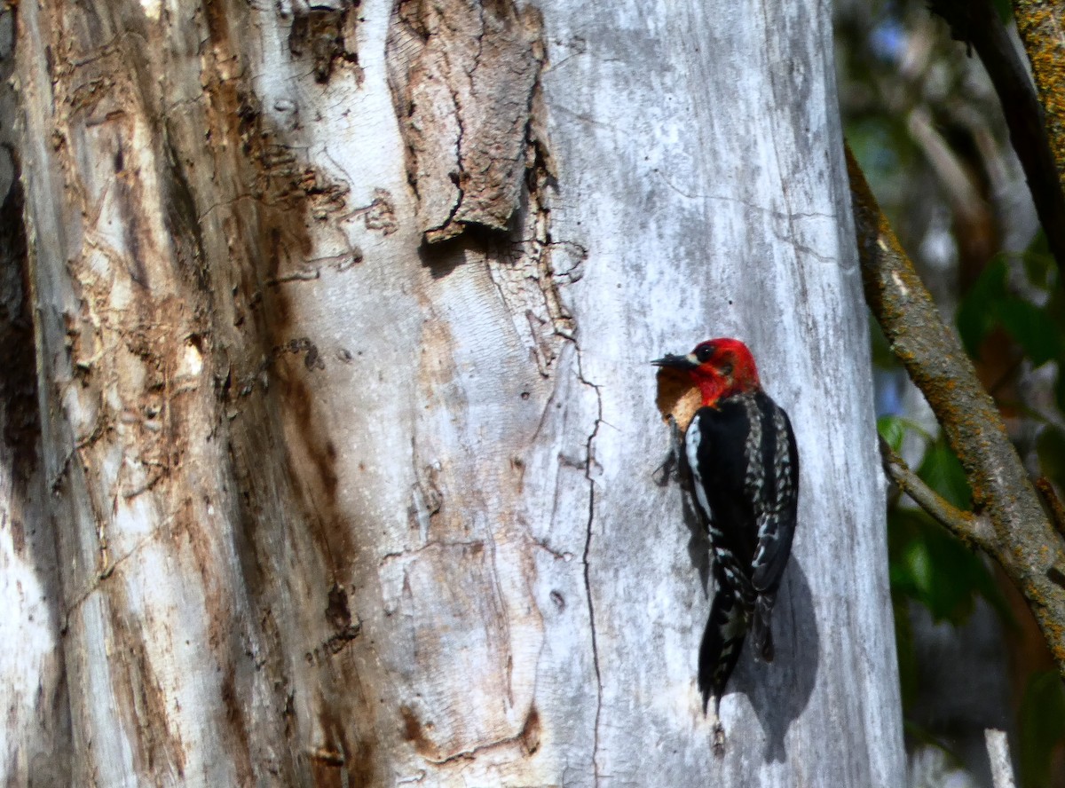 Red-breasted Sapsucker - ML564342061