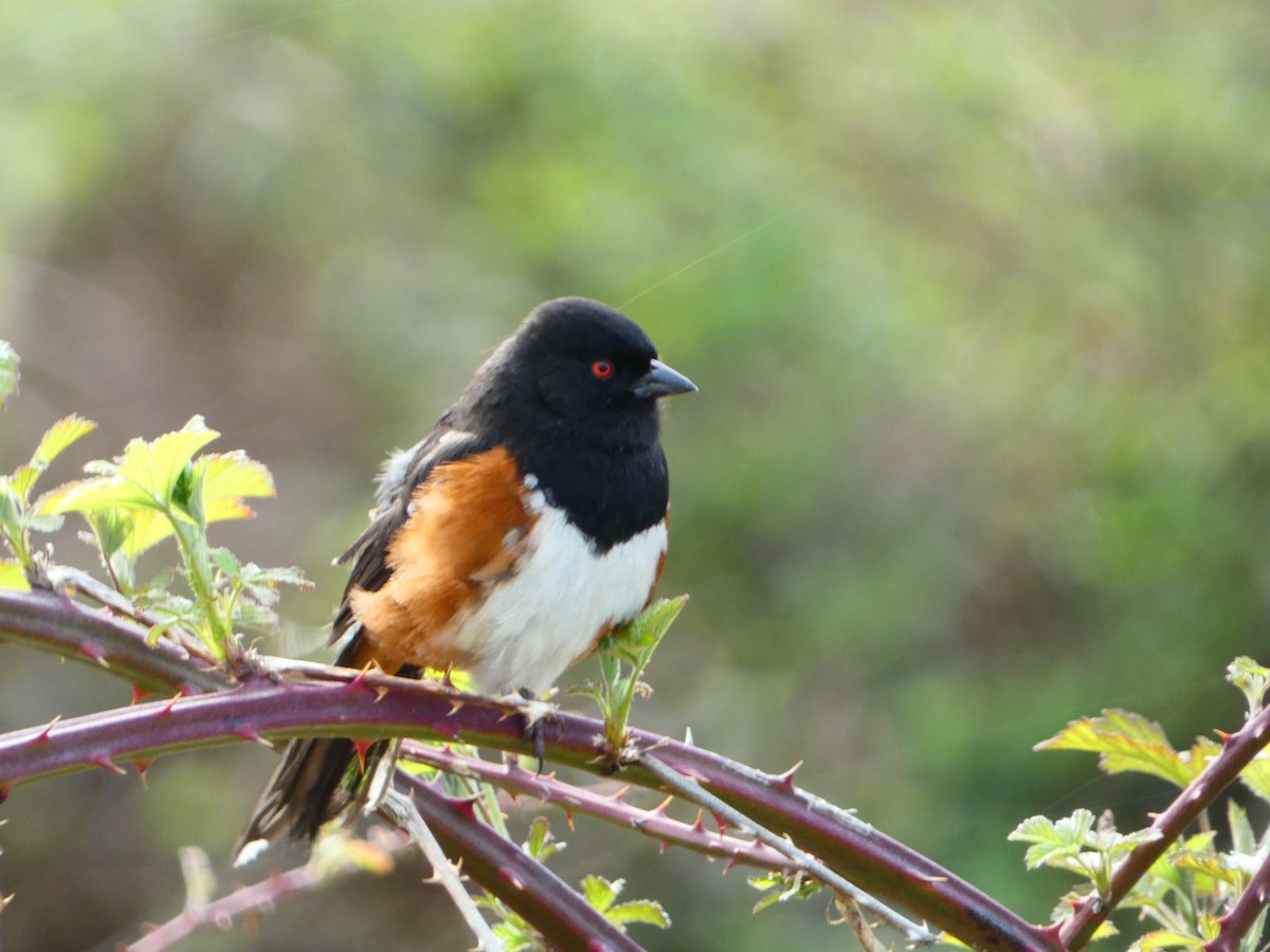 Spotted Towhee - ML564342191