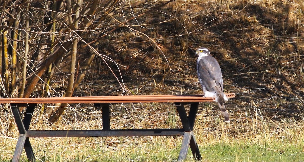 Eurasian Goshawk - ML564342411