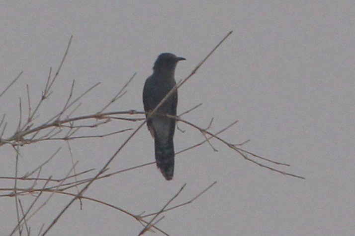 Gray-bellied Cuckoo - ML564342641