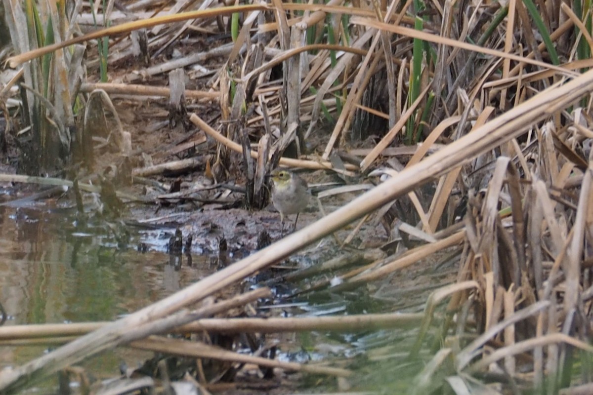 Citrine Wagtail - Isaac Clarey