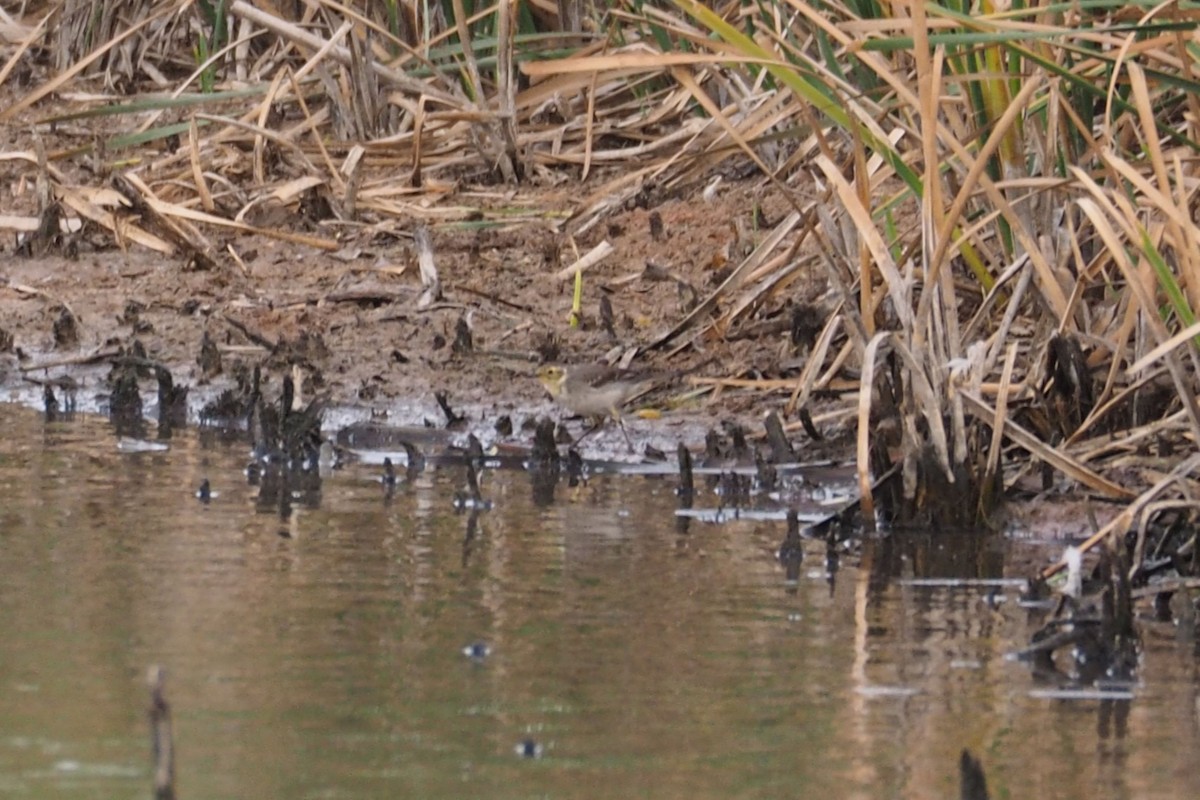 Citrine Wagtail - Isaac Clarey